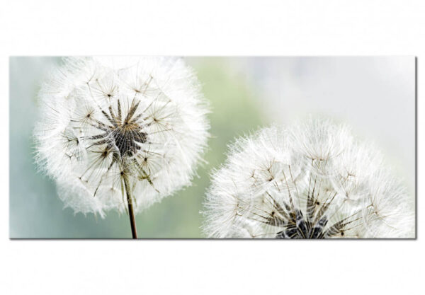 Artgeist Billede af mælkebøtte - Fluffy Dandelions (1 Part) Green Wide (100x45) 100x45