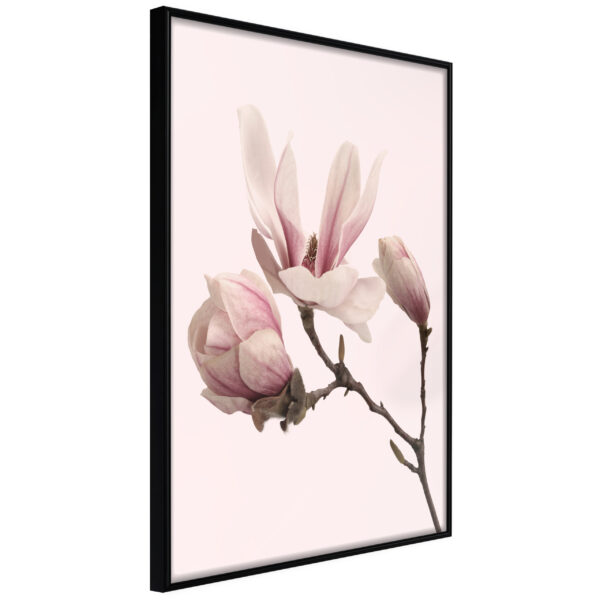 ARTGEIST Plakat med ramme - Blooming Magnolias II Sort med passepartout 20x30